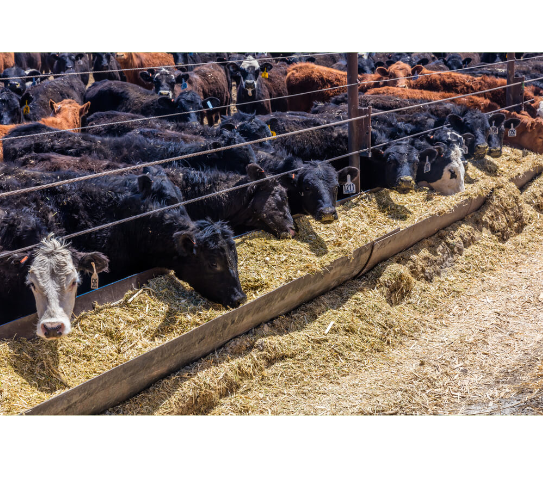 Feedlot / Grow Yard